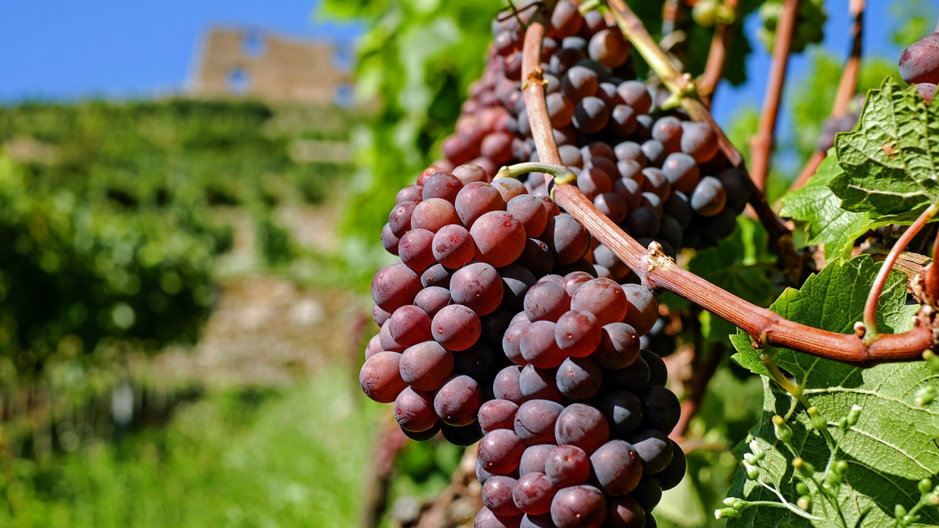 Quel est le prix d’un vin de Bandol ?